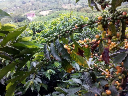 La couleur jaune des cerises de café indique une variété bourbon, qui tire son nom de l’île Bourbon (aujourd’hui la Réunion), où les Français l’avaient acclimaté au XVIIIe siècle depuis le Yémen. Palestina, août 2017