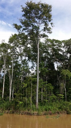Ici clairsemée, la foret amazonienne affiche ses étages caractéristiques. Rio Madeira, avril 2016
