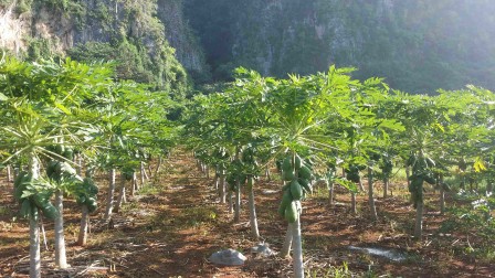 Plantation de papayers, Viñales, juillet 2016